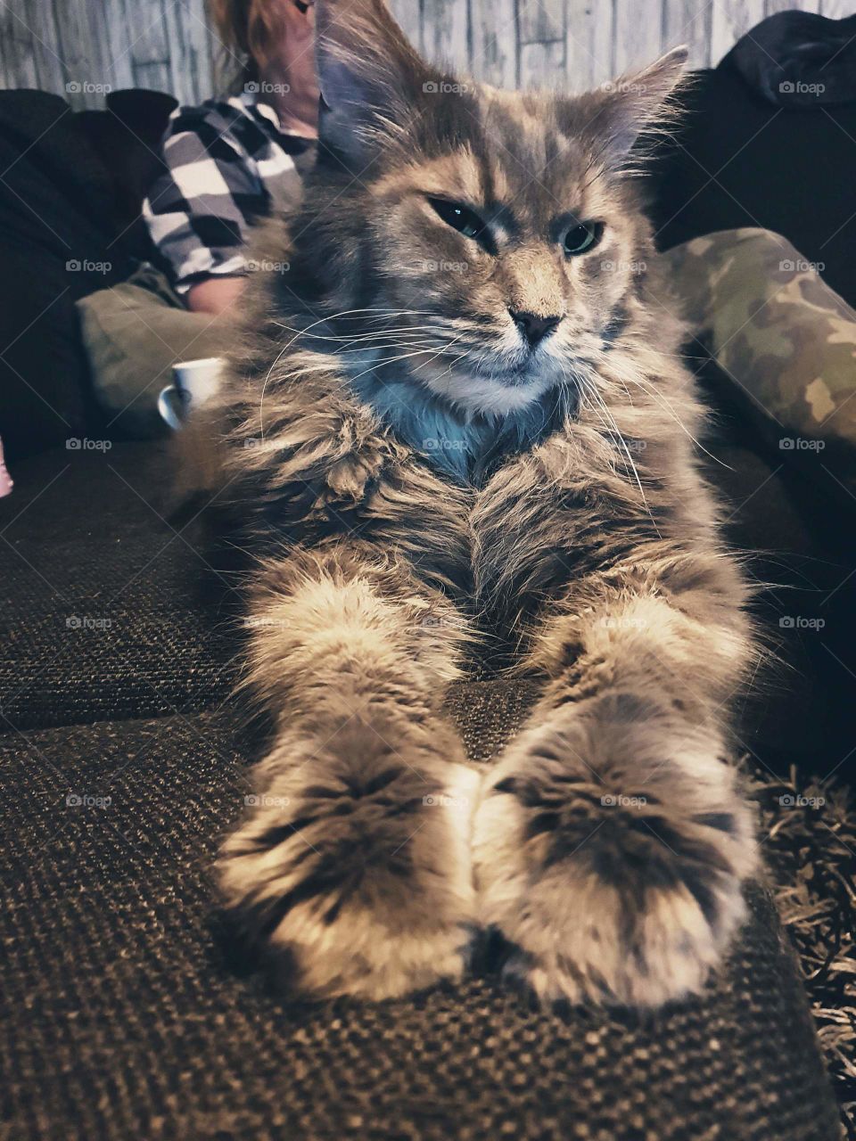 Maine coon Zebbe 😍