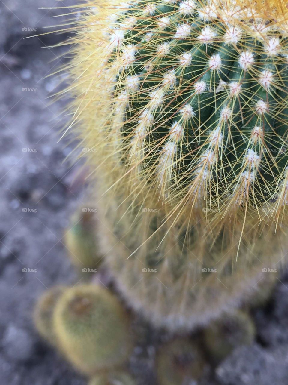 Beautiful cactus.
