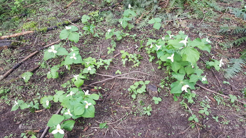 Trillium