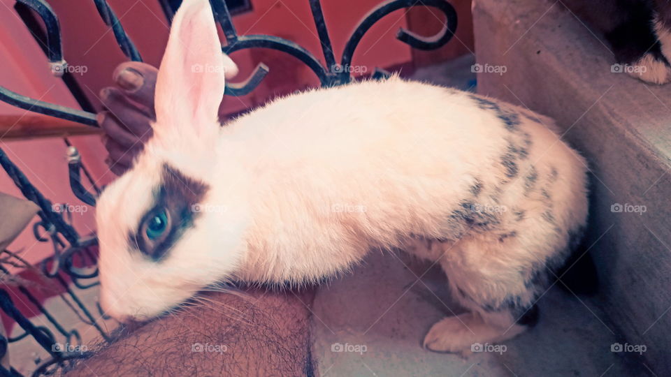 Rabbit Nice Look India