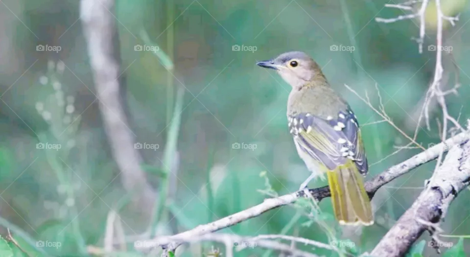 bird