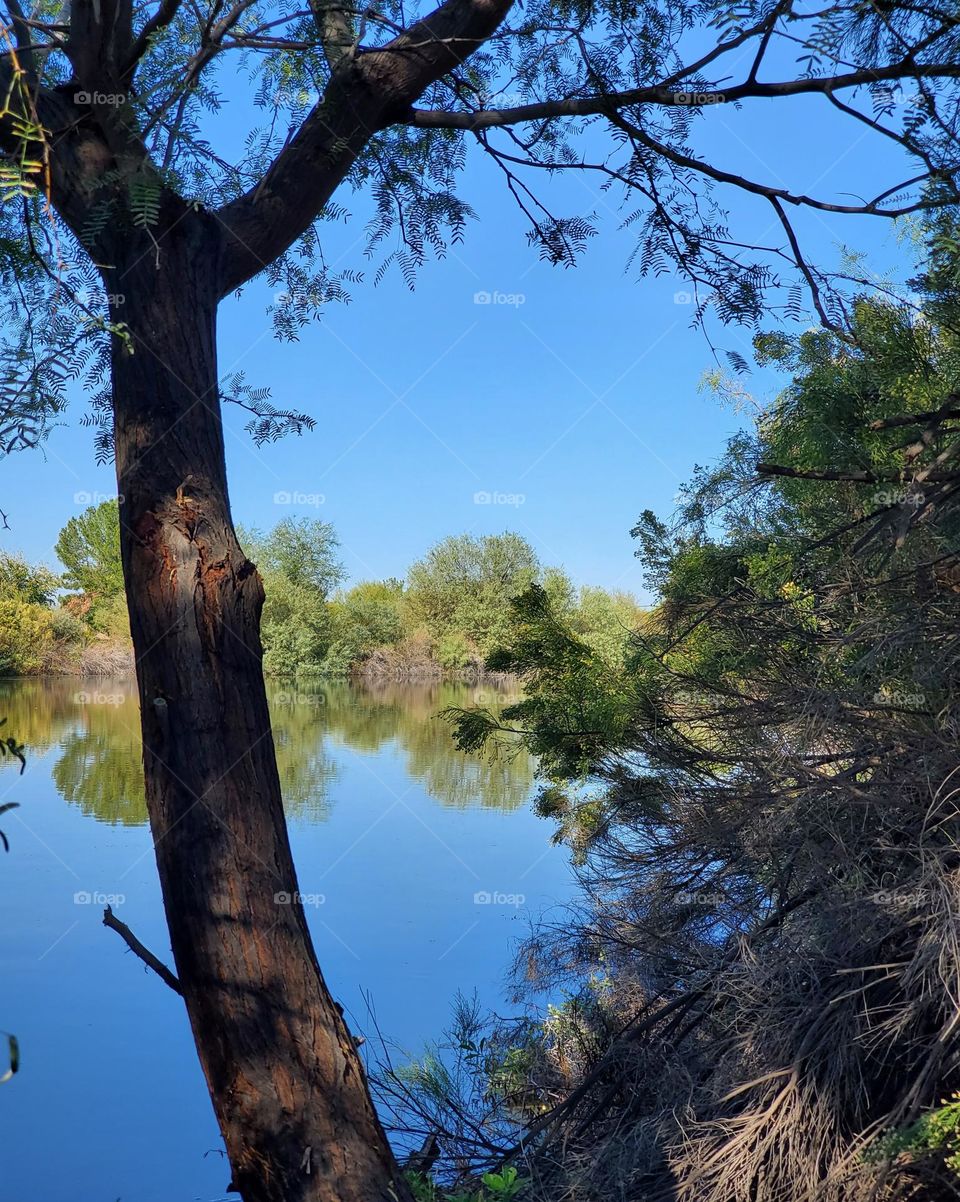 Shade Tree by the Lake