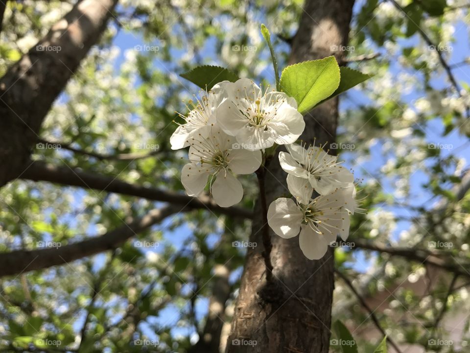 White buds on a cherry tree in bloom in the beginning of a spring.