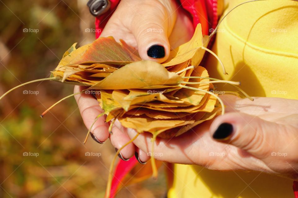 Close-up of yellow leaves in the hands of a girl