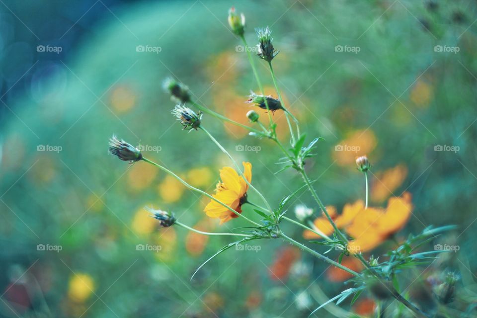 Yellow Cosmos