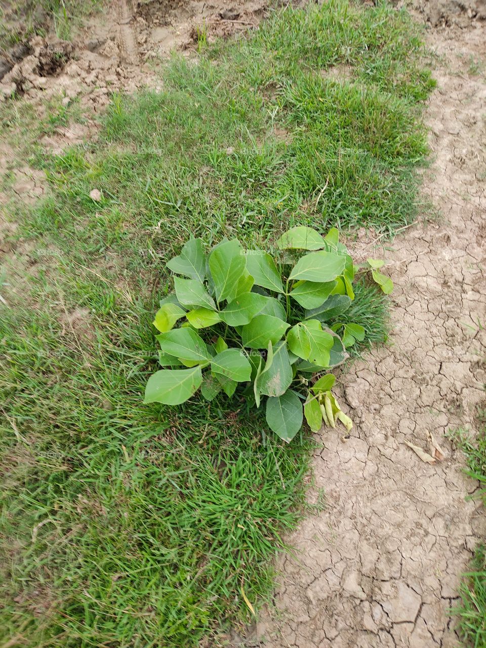 beautiful small plant 🌱