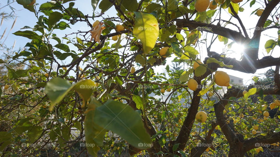 Lemon'stree#nature#sun#leaves#photography