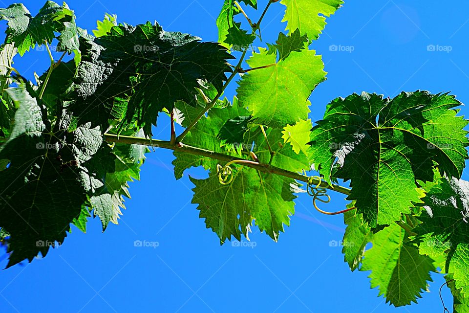 RAMO VERDE CÉU AZUL