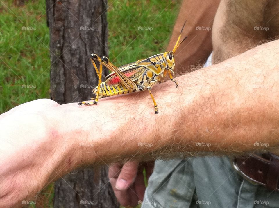 Lubber grasshopper in our Florida yard. 