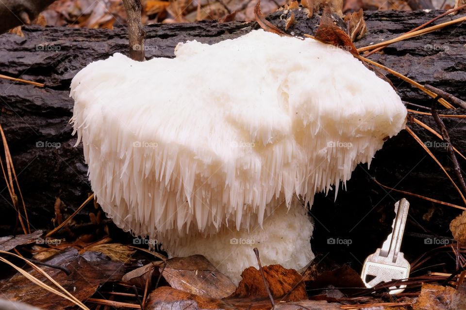 A large lion’s mane mushroom attached to a log in the forest at Crowder Park in Apex of Wake County in North Carolina. This species tastes like crab and potentially has many medicinal benefits.