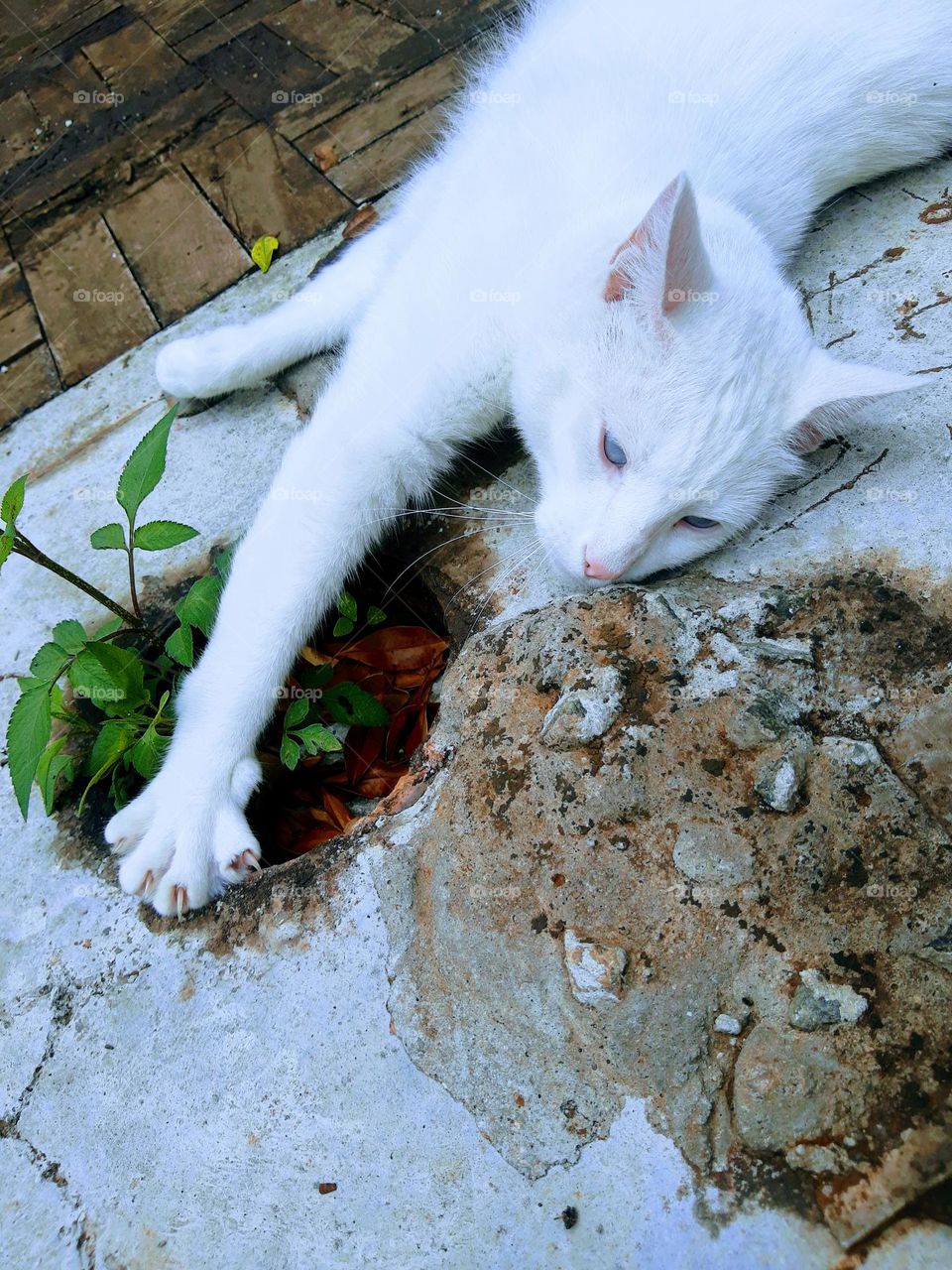 white cat
