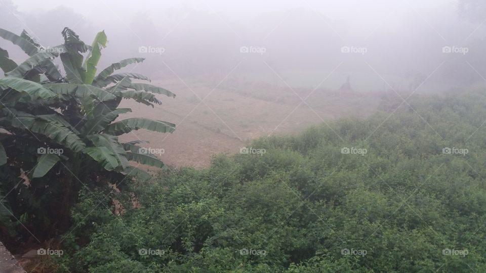 fog n crop and banana tree