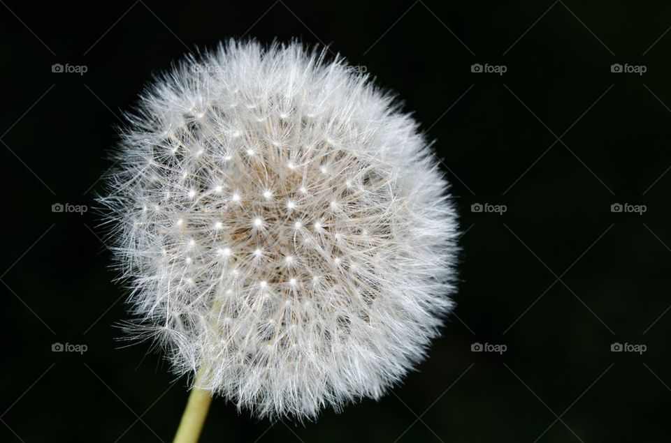 Dandelion