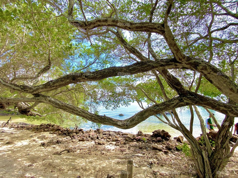 tree on the beach