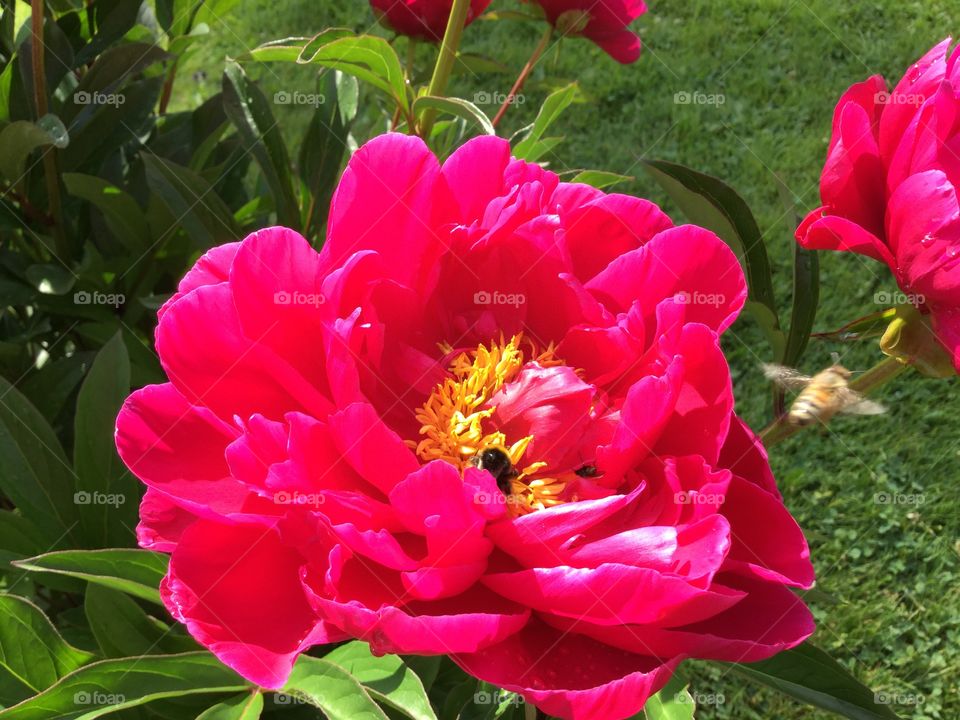 Busy bees in my garden. 