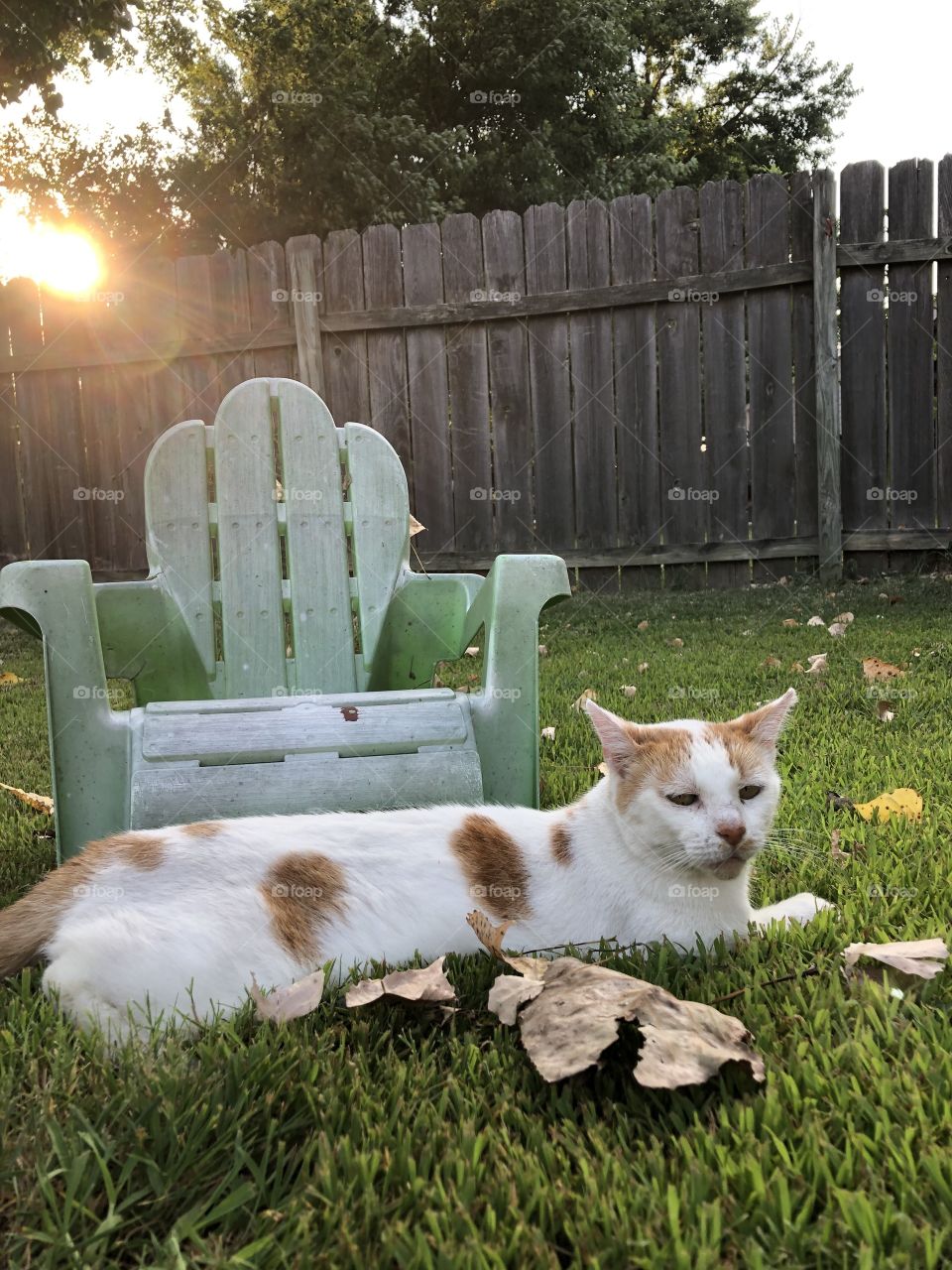 sun goes down and cat in yard