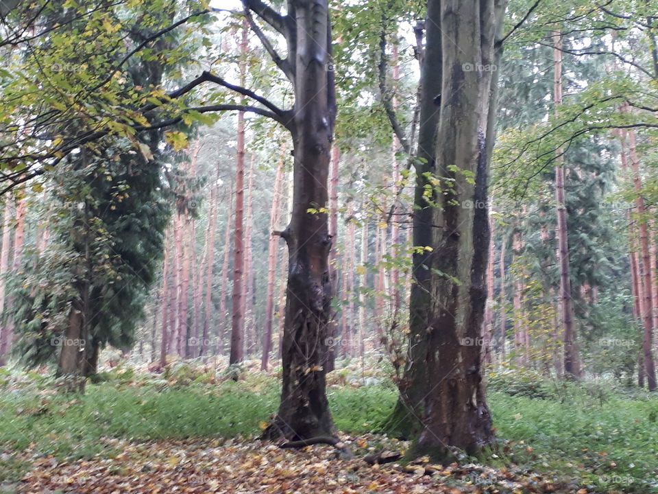 Tree, Wood, Leaf, Nature, Landscape