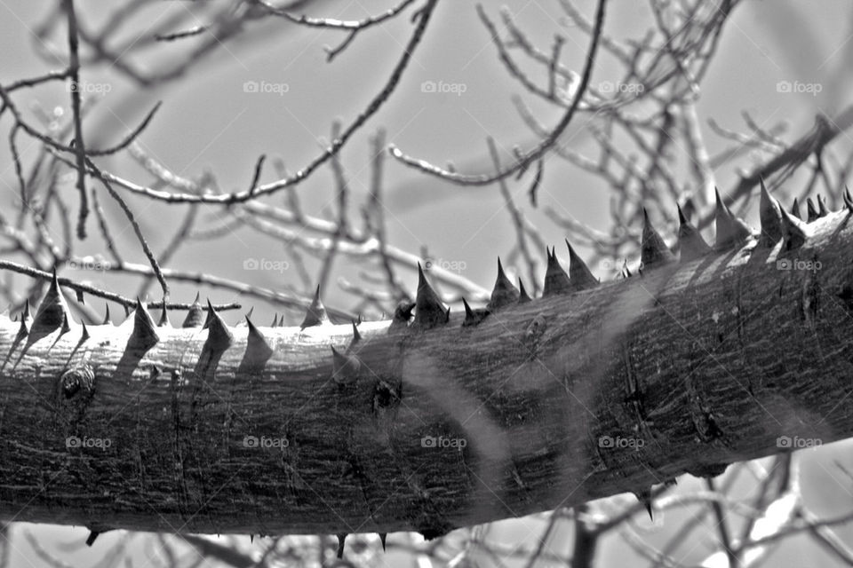 tree branches twigs blackwhite by mmcook