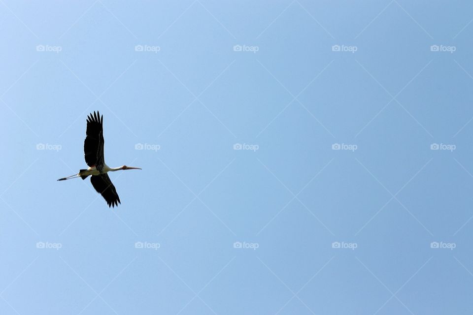 Bird, Flight, Wildlife, No Person, Nature