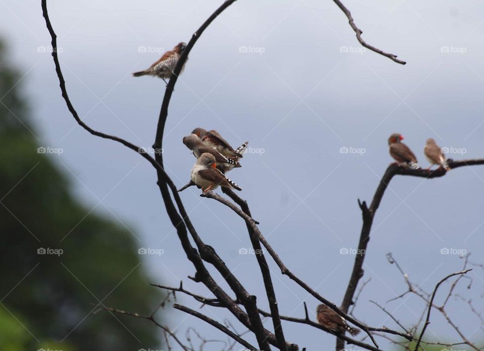 Timor zebra finch & scally breasted munia. Zebra finch looks for many than scally breasted munia . Just only one , two individu to the breasted munia which interest to perch together at dryng of bush plant . Soliter plant aside of roadway.