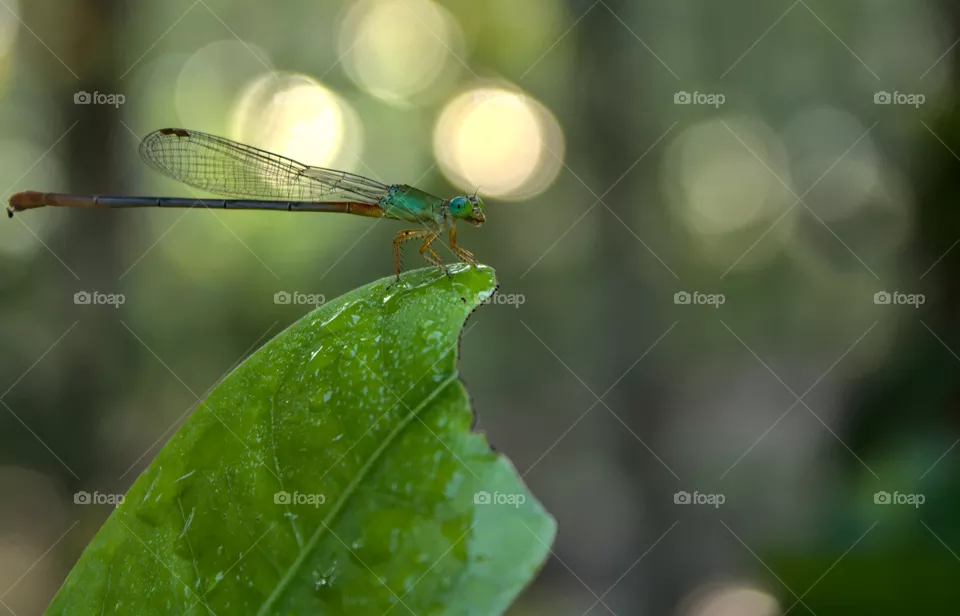 A orange-tailed marsh dart sitting on a leaf in the fresh morning