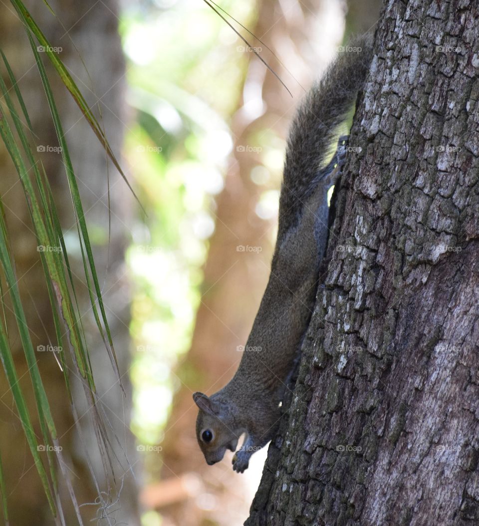 A squirrel multitasking,  coming down the tree eating an acorn