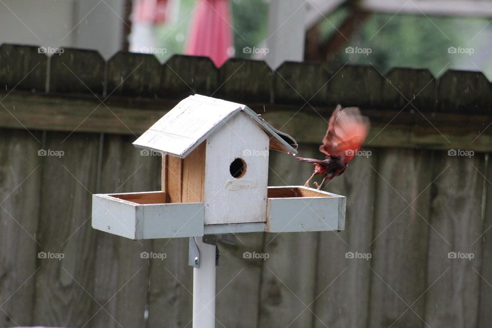 Red bird flying away