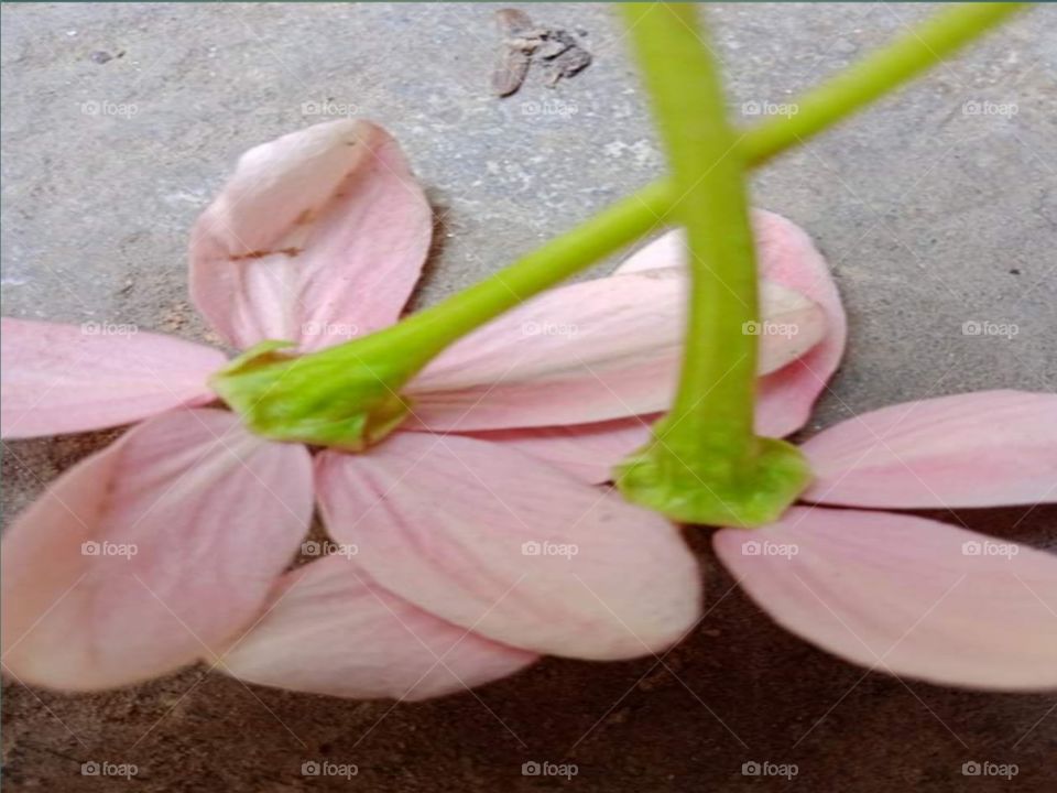 Pink photographs