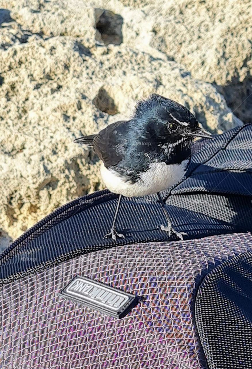 Willy Wagtail the friendly bird.