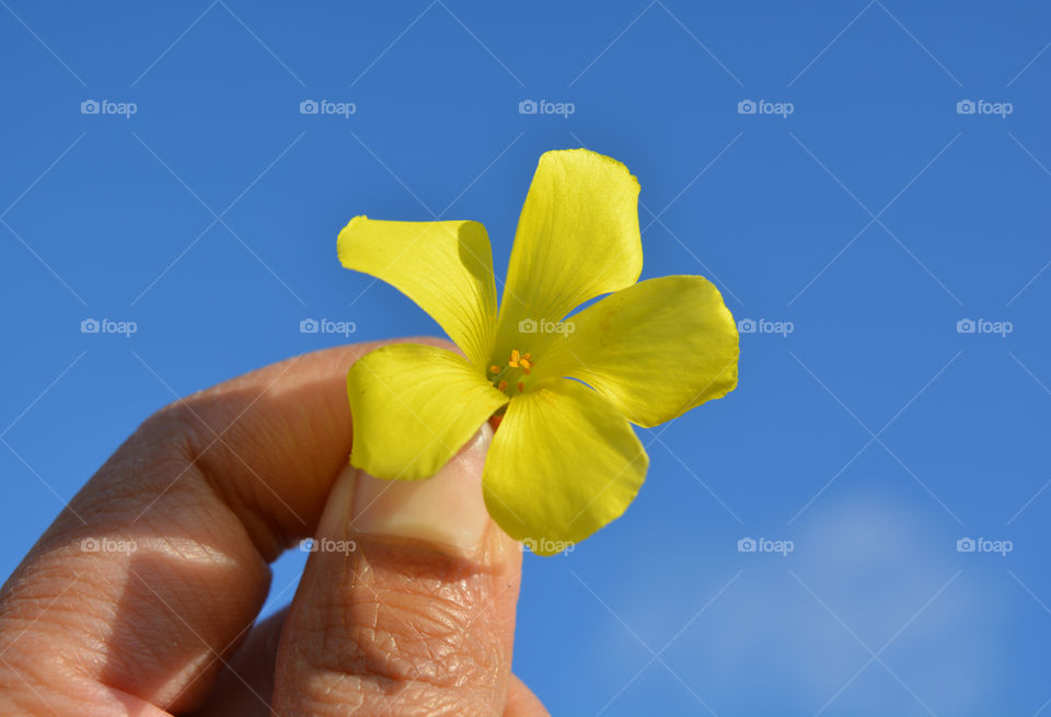Yellow flower in hand with blue sky background.