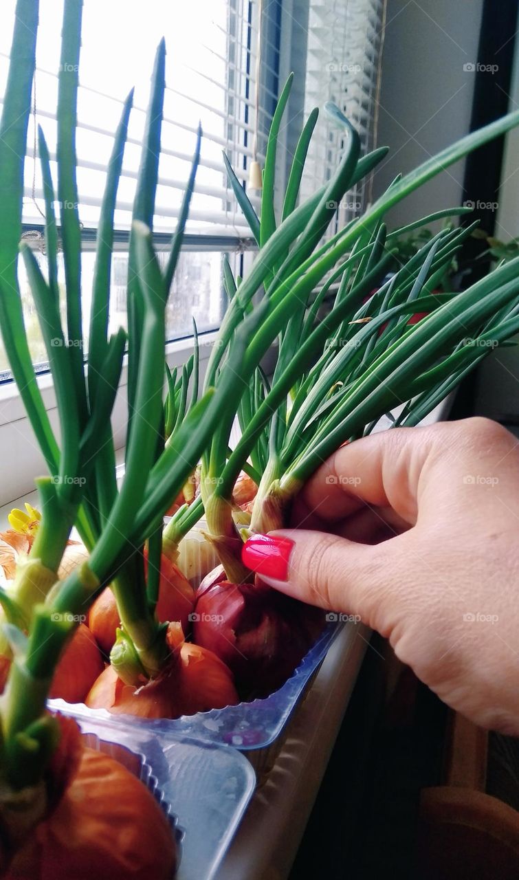 Plant plants to celebrat...