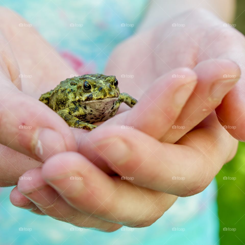 Toad sits in child’s hands and watches the world 