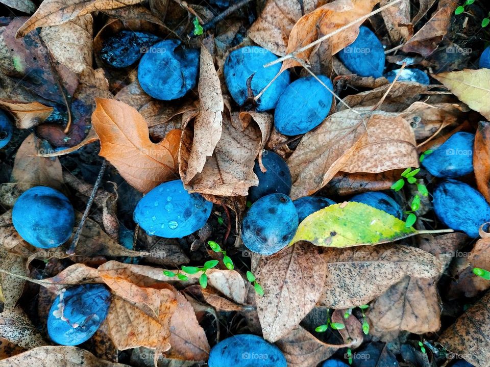 plums on fallen leaves
