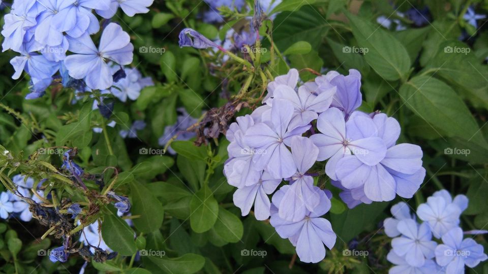 neighborhood flowers garden,violet lovely flowers to see..