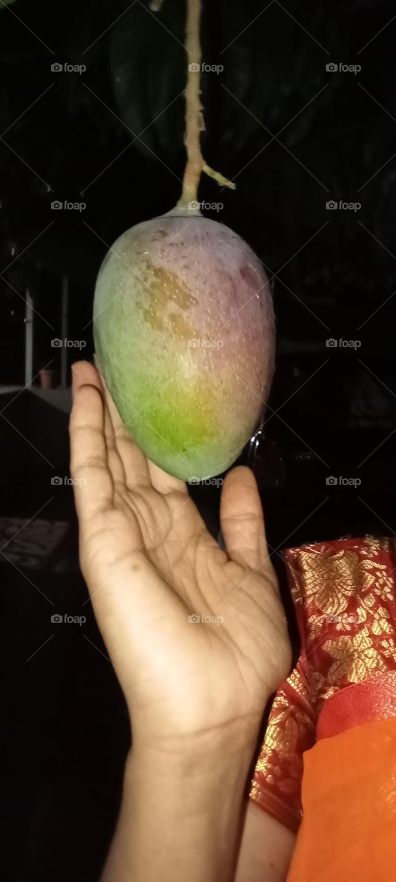 Fruit tree plantation, delicious, unique taste, sweet mango 🥭