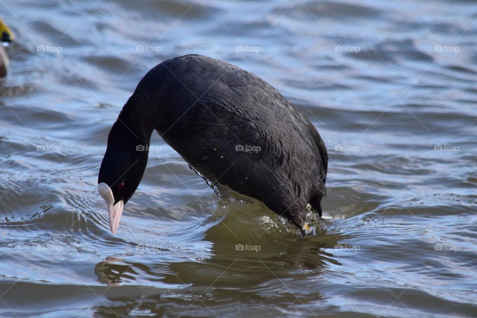 A bird jumping into water