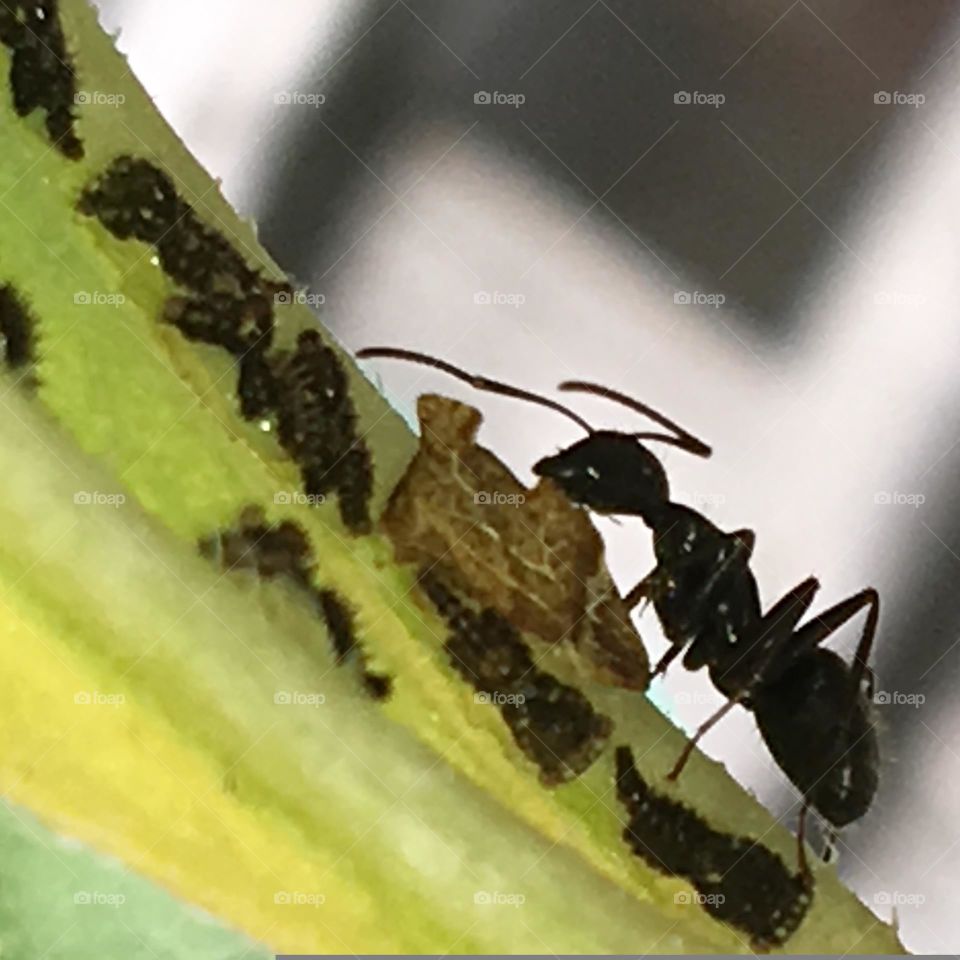 Macro pic of ant on sunflower leaf tending to its food source. Ants antennas are alert and in protective mode.🐜