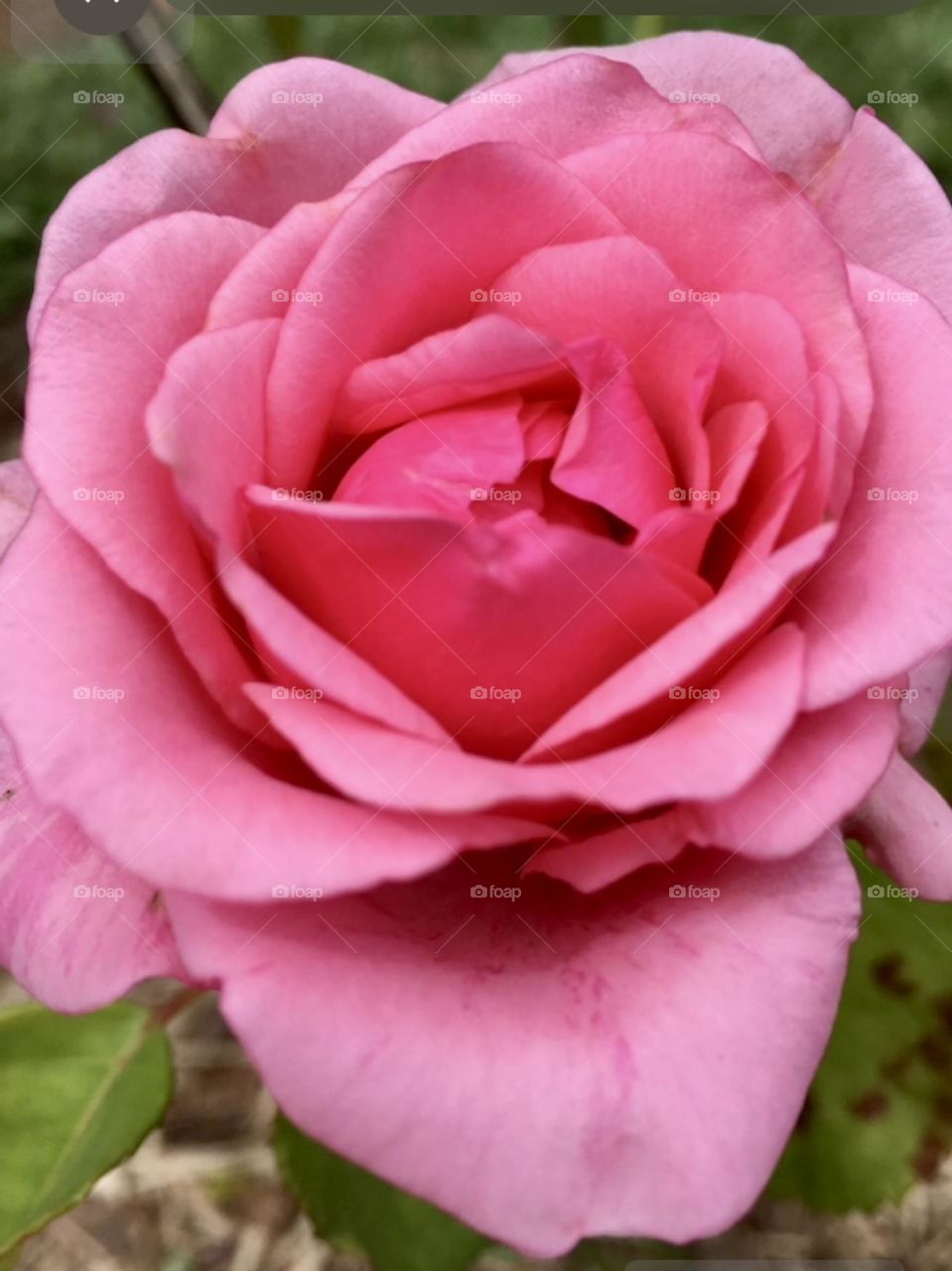 🌹 🇺🇸 Very beautiful flowers to brighten our day.  Live nature and its beauty. Did you like the delicate petals? / 🇧🇷 Flores muito bonitas para alegrar nosso dia. Viva a natureza e sua beleza. Gostaram das pétalas delicadas? 