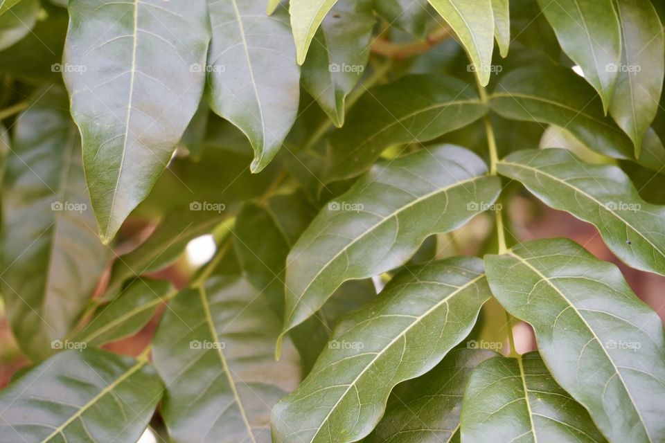 Detail of a plant in my backyard 