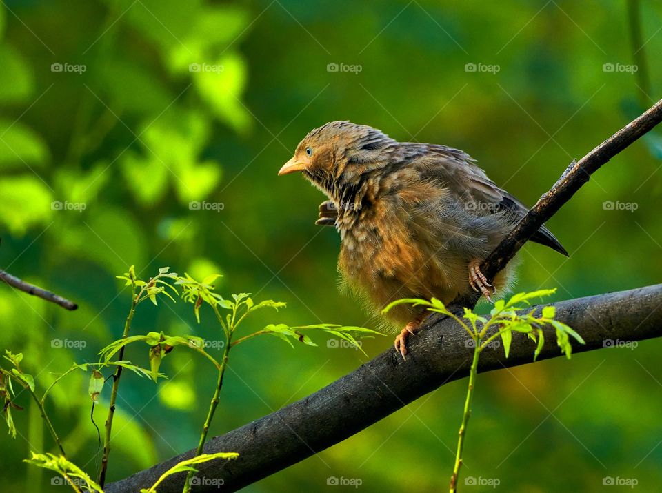 Bird photography  - Yellow babbler