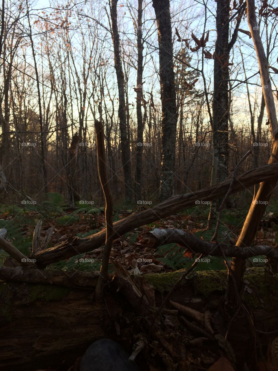 Cover of hardwood trees