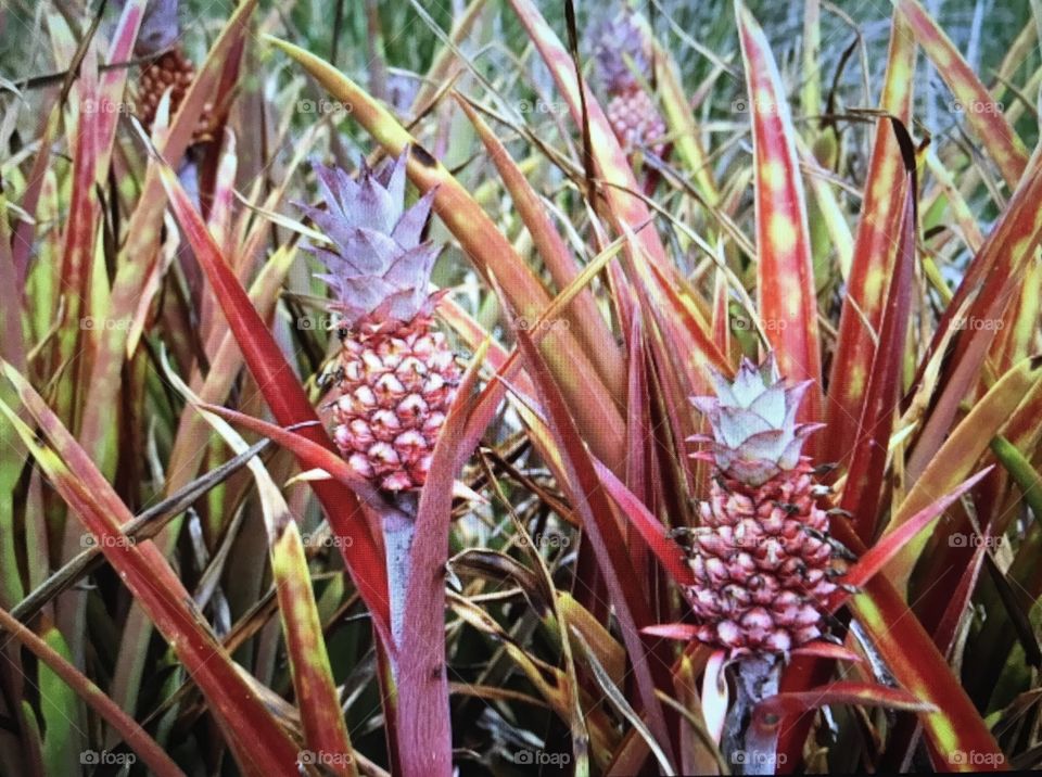 Baby pineapple plants