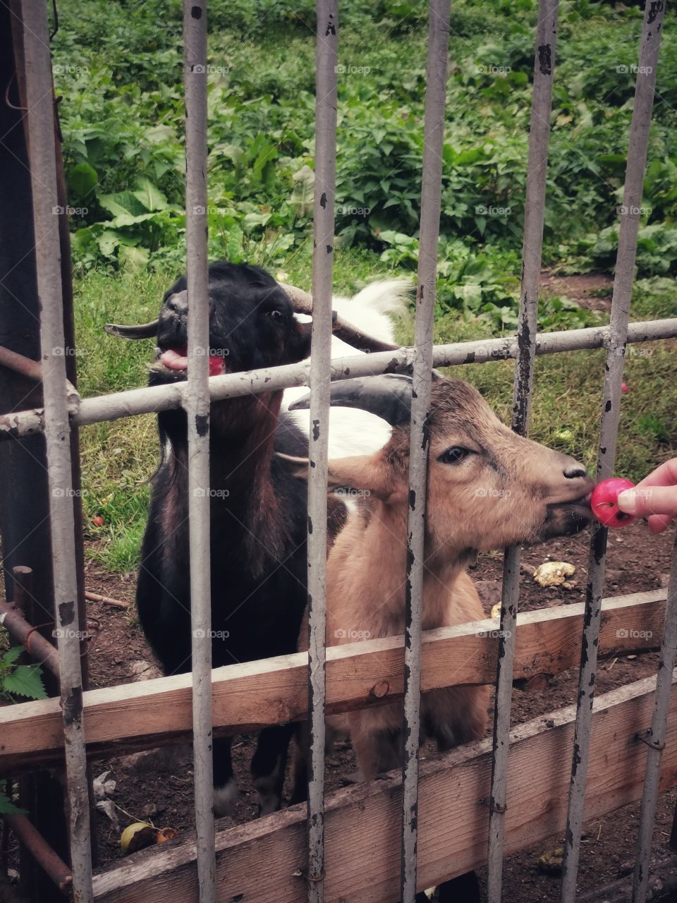 Russia view zoo animals wild outside outdoor day part details capture life