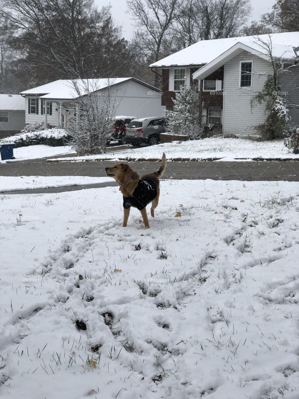 Dog wearing a black sweater, playing in the trampled snow.