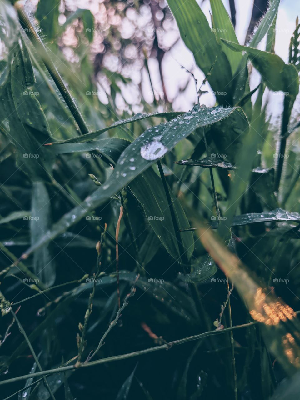 water droplets on grass