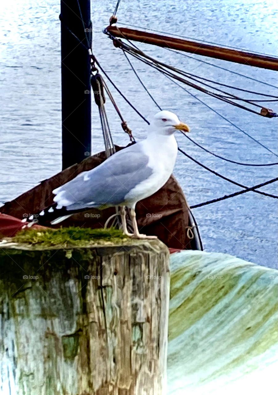 Möwe sitzt auf altem Baumstumpf am Flensburger Hafen vor einer Takelage