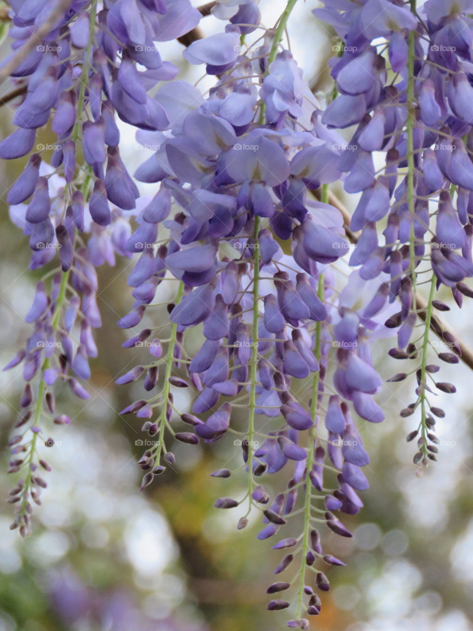 Hanging wisteria