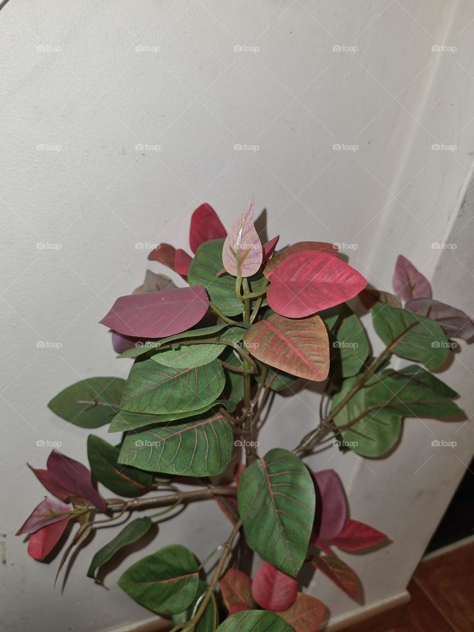 Colorful leaves green and red