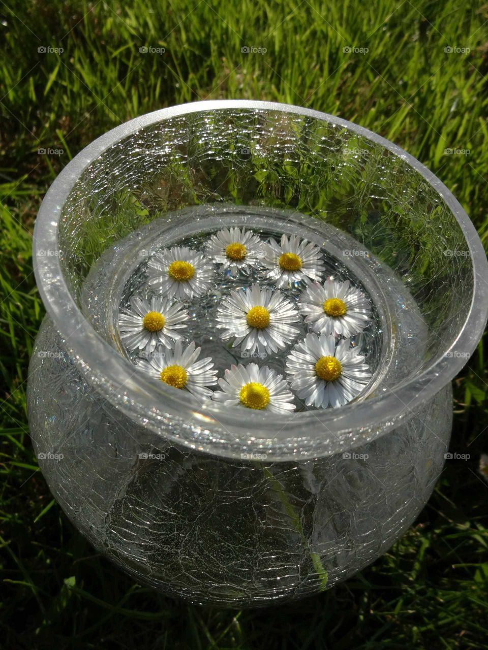 vase of daisies