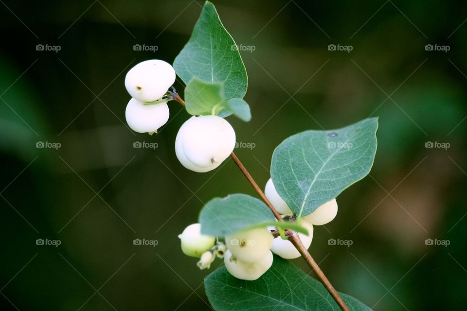 Branch of  ripe snowberries